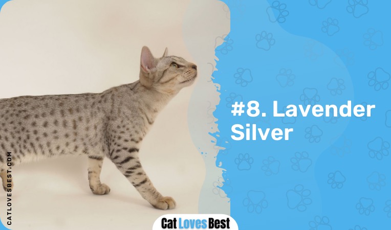 lavender silver ocicat