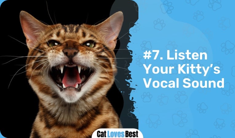 listening to your bengal cat's vocal sounds
