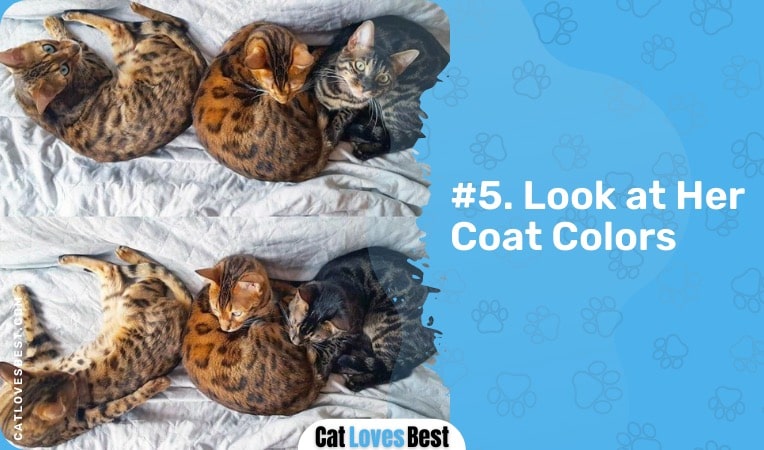 look at the coat color of your bengal cat