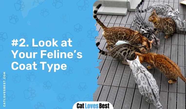look at the coat type of your bengal cat
