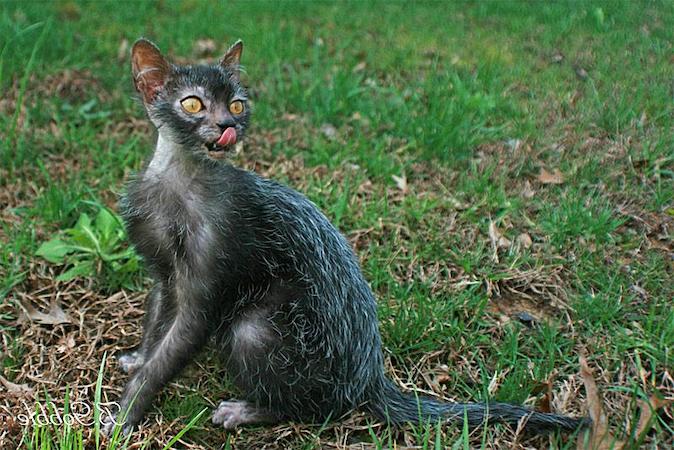 lykoi cat breed