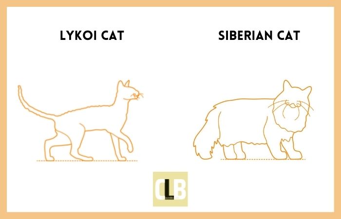 lykoi cat vs siberian cat comparison