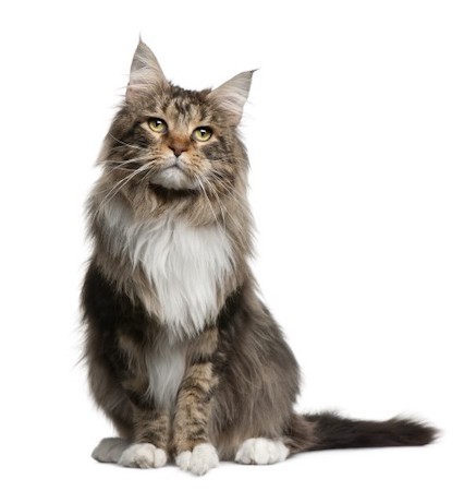 maine coon cat breed