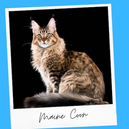 maine coon cat breed