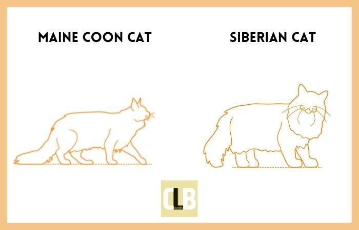 maine coon cat vs siberian cat comparison