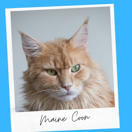 Maine Coon Cat With Lynx Tips