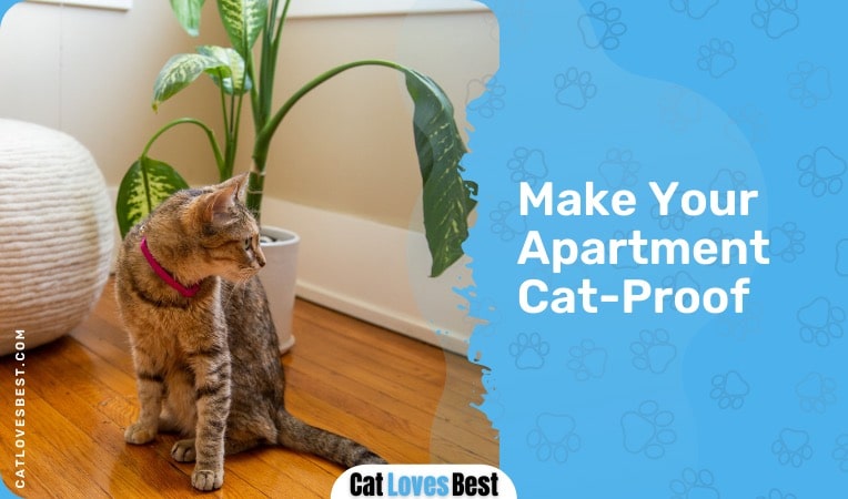 make your apartment cat proof