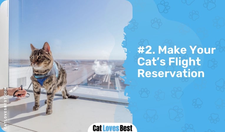make your cat's flight reservation