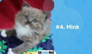 Ragamuffin Cat: Common Colors & Patterns