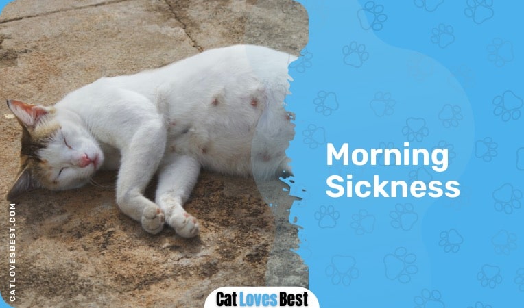 morning sickness in pregnant cats