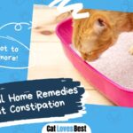 natural home remedies for cat constipation