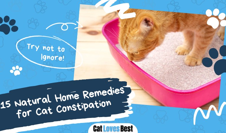 natural home remedies for cat constipation