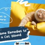 natural home remedies to treat a cat wound
