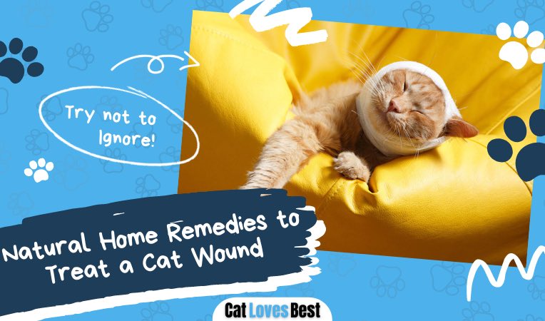 natural home remedies to treat a cat wound