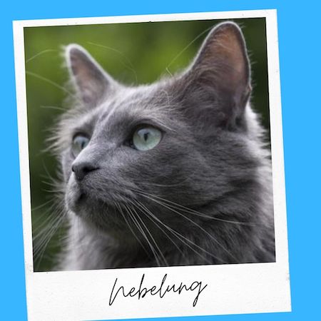Nebelung Cat Ears With Hair