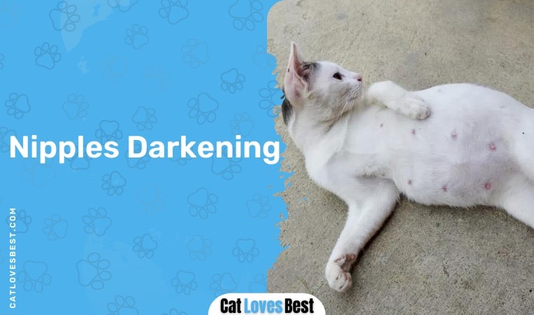 nipples darkening in pregnant cats