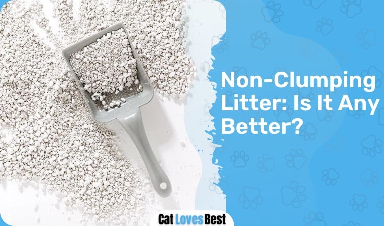 Is Non-Clumping Litter Better?