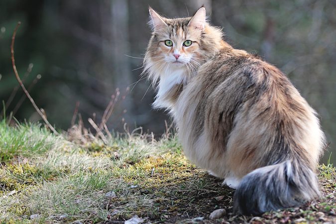 norwegian forest cat breed