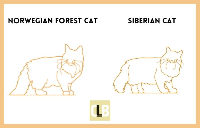 norwegian forest cat vs siberian cat comparison
