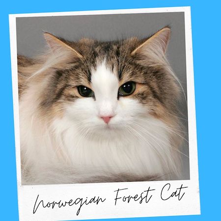 Norwegian Tufted Eared Cat