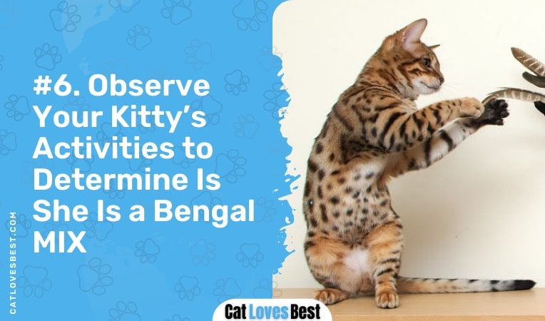 observe your bengal cat's activities to see if she is a mix
