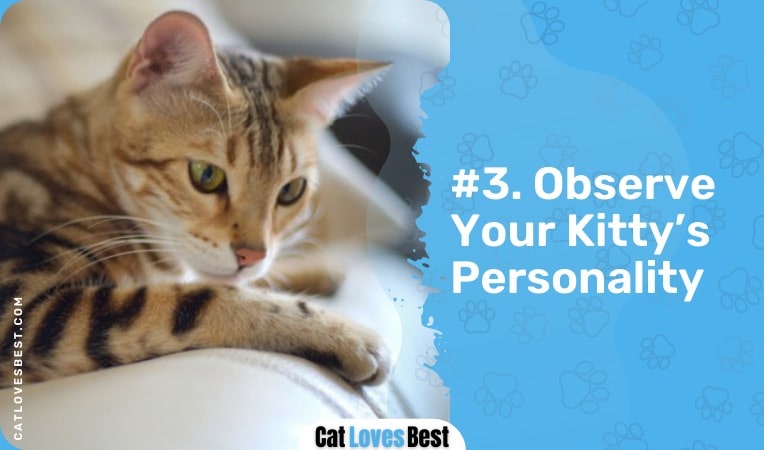 observe your bengal cat's personality