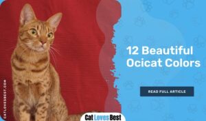 12 Beautiful Ocicat Colors (With Pictures)