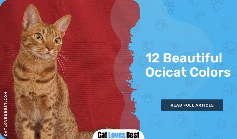 Ocicat colors