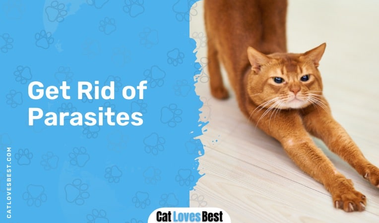 parasite causing itching in cats