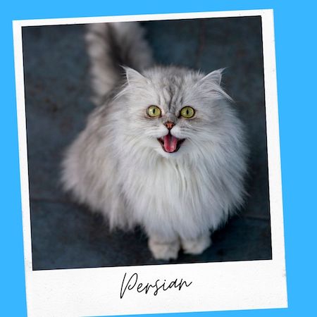 persian cat breed