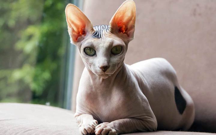 peterbald cat breed