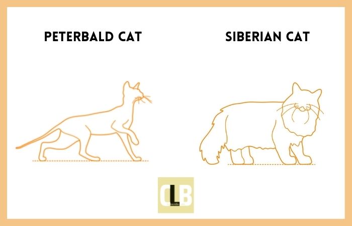 peterbald cat vs siberian cat comparison