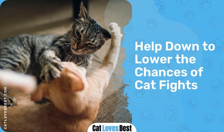 pheromones spray helps to reduce cat fights