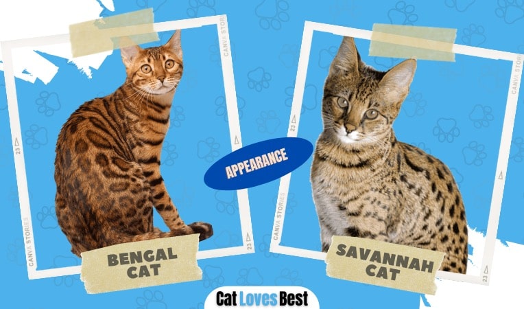 Physical Appearance of Bengal and Savannah Cat