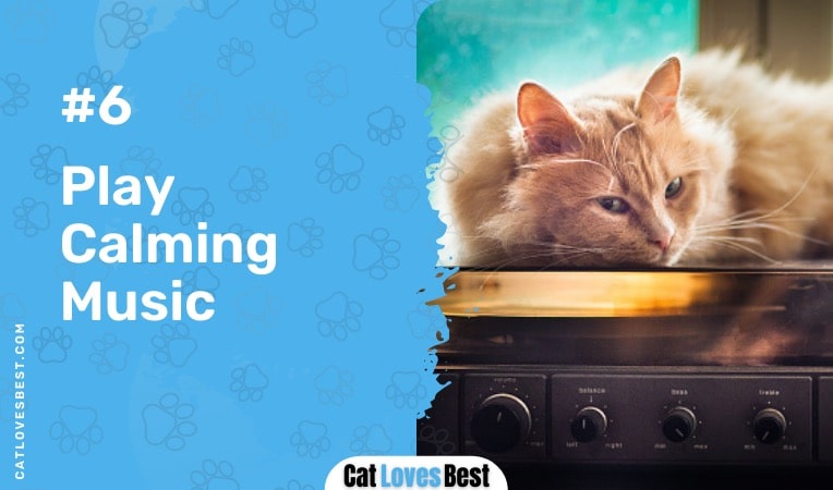 Playing Calming Music for Cats in the Heat
