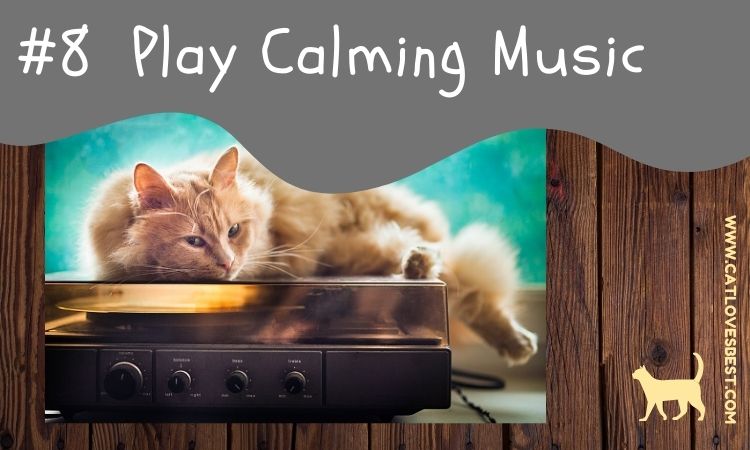 Playing Music for Cat Nighttime