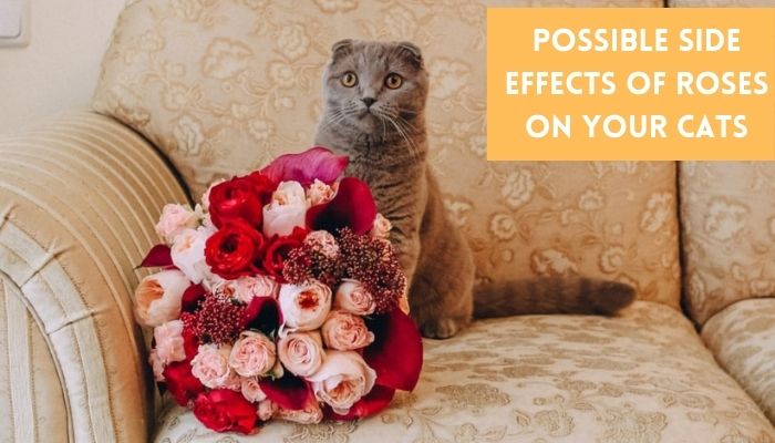 possible side effects of roses on your cats