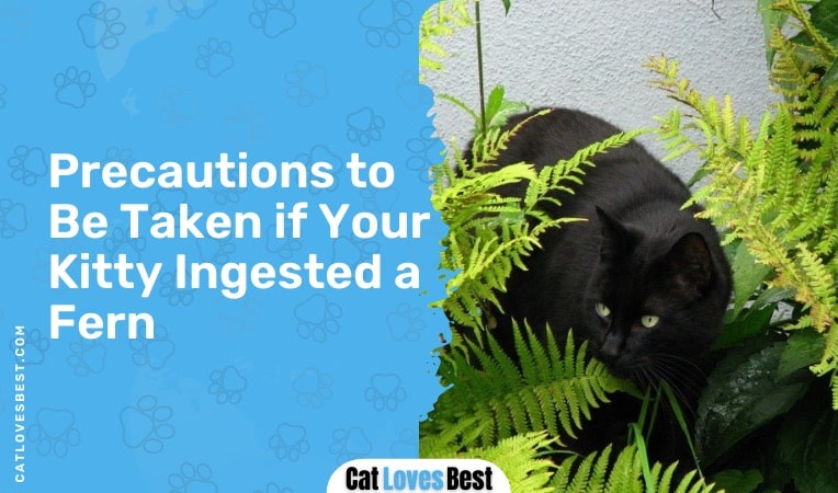 precautions to be taken if your kitty ingested a fern