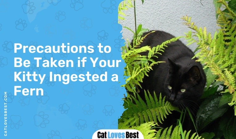 precautions to be taken if your kitty ingested a fern