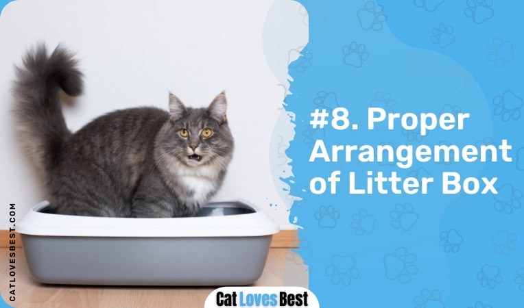 proper arrangement of litter box