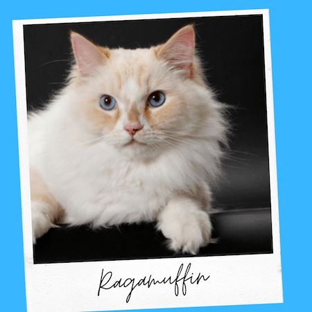 ragamuffin cat breed