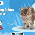 ragamuffin cat colors and patterns