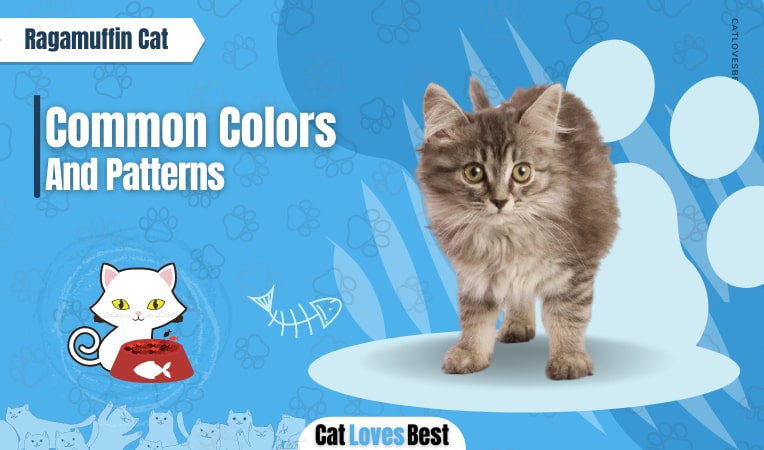 ragamuffin cat colors and patterns