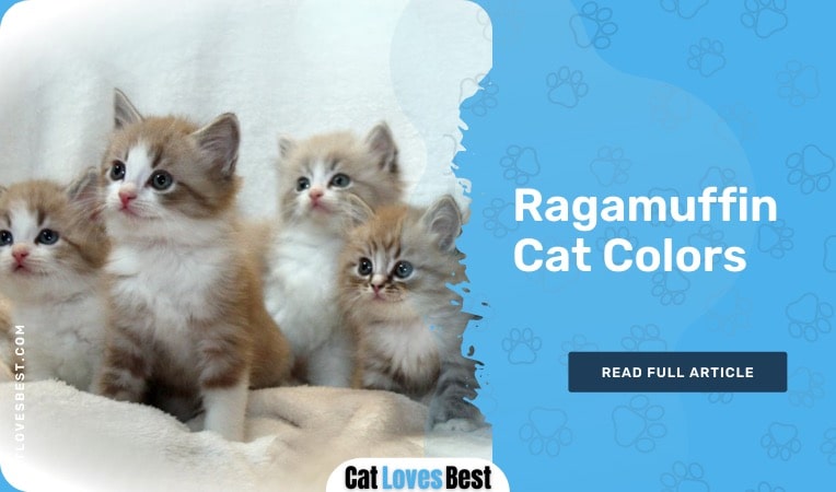 ragamuffin cat colors