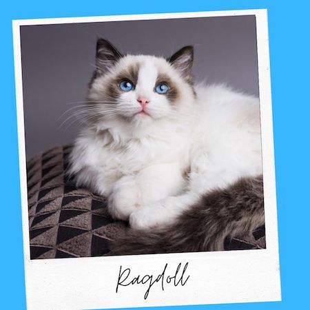 ragdoll cat breed