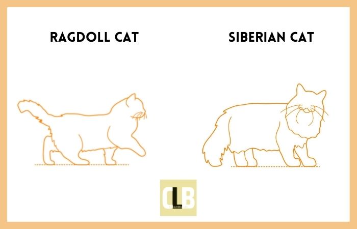 ragdoll cat vs siberian cat comparison