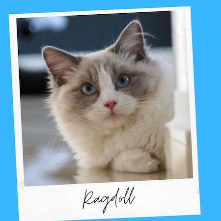 Ragdoll Cat With Pointy Ears