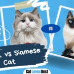 ragdoll vs siamese cat comparison