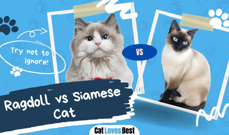 ragdoll vs siamese cat comparison