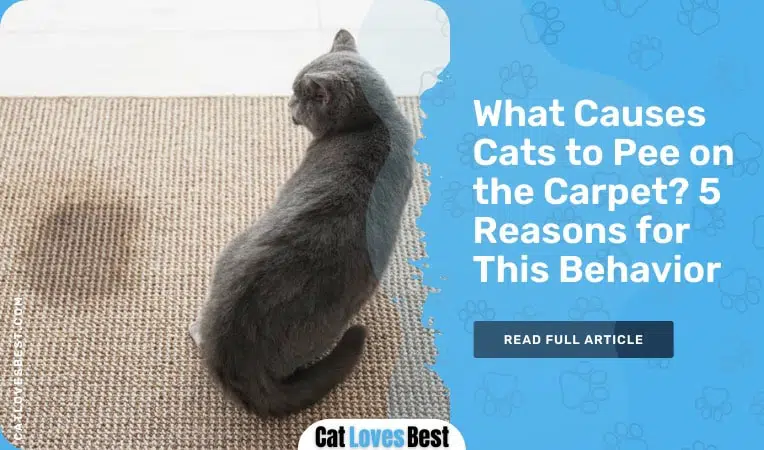reasons cat pees on carpet